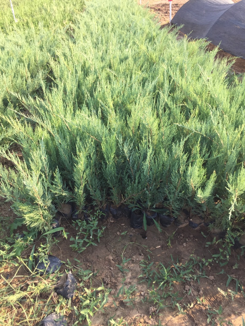 沙地柏农户直销沙地柏自产自销沙地柏种植基地