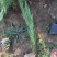 沙地柏农户直销沙地柏自产自销沙地柏种植基地