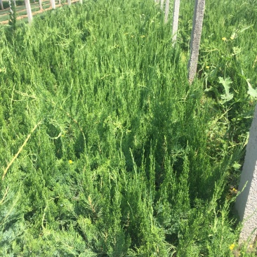 铺地柏自产自销铺地柏种植基地铺地柏低价处理