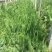 铺地柏自产自销铺地柏种植基地铺地柏低价处理