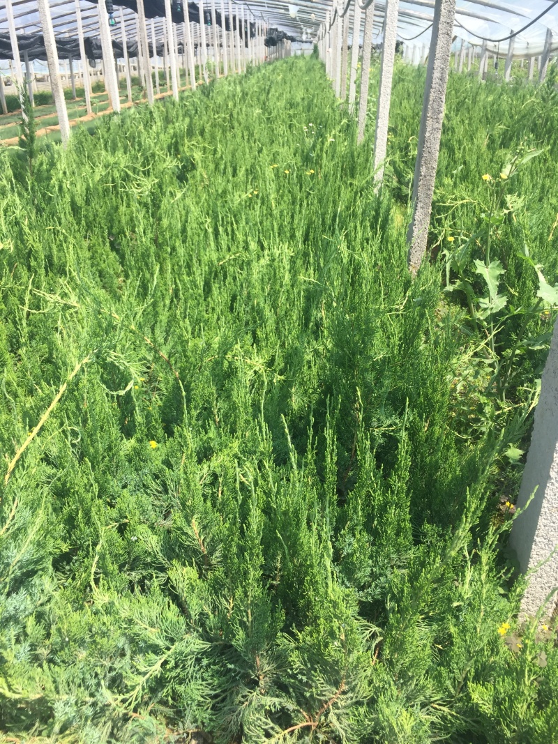 铺地柏自产自销铺地柏种植基地铺地柏低价处理