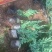 铺地柏自产自销铺地柏种植基地铺地柏低价处理
