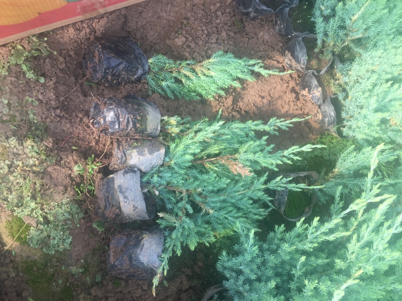 铺地柏自产自销铺地柏种植基地铺地柏低价处理