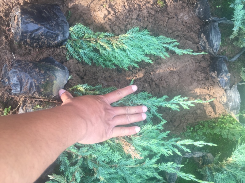 铺地柏自产自销铺地柏种植基地铺地柏低价处理