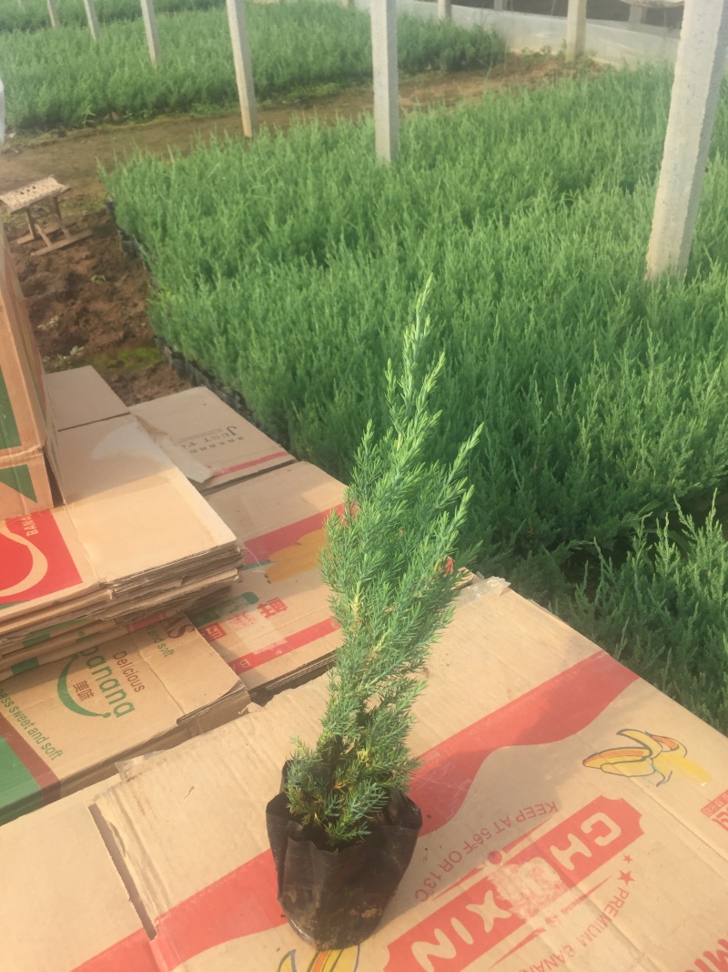 铺地柏自产自销铺地柏种植基地铺地柏低价处理