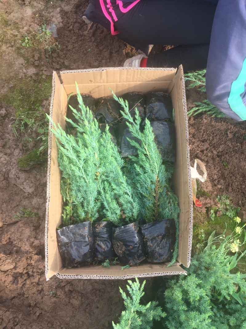 铺地柏自产自销铺地柏种植基地铺地柏低价处理