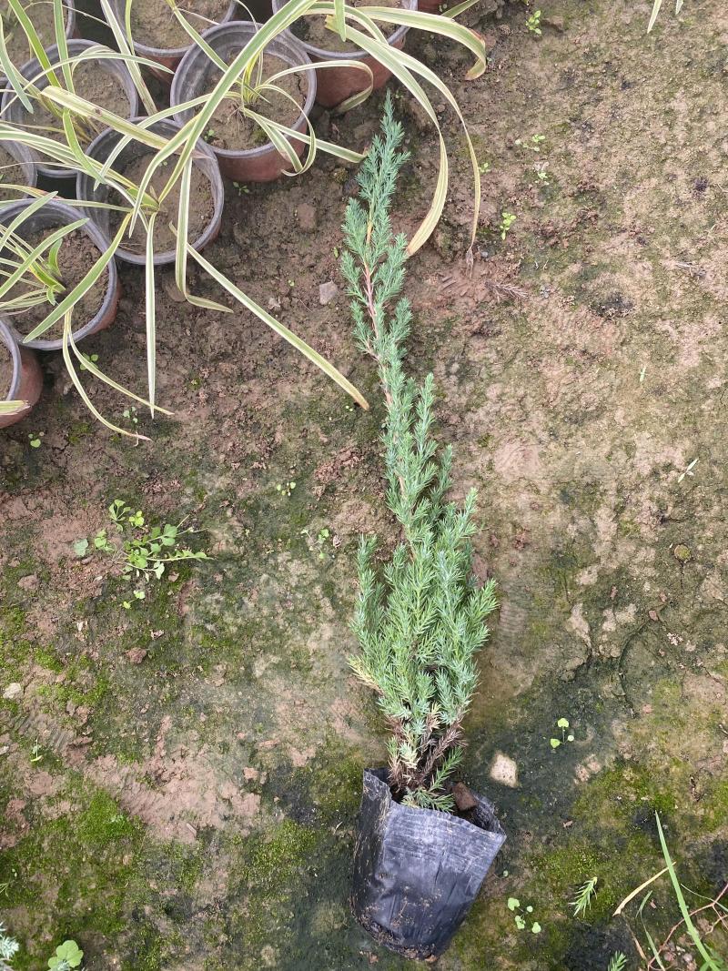 铺地柏自产自销铺地柏种植基地铺地柏低价处理