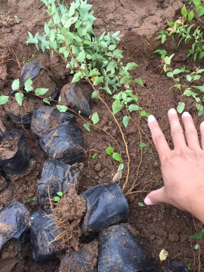 金焰绣线菊自产自销金焰绣线菊种植基地农户直销