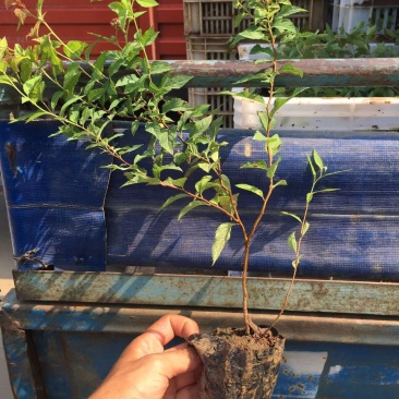 日本绣线菊自产自销日本绣线菊种植基地日本绣线菊