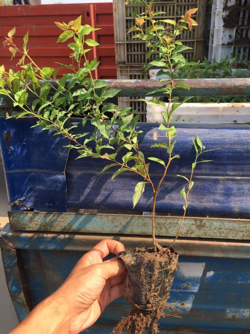 日本绣线菊自产自销日本绣线菊种植基地日本绣线菊