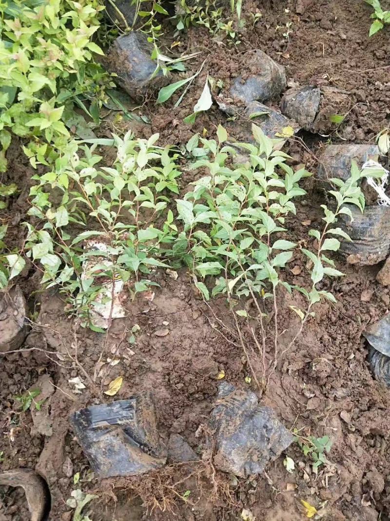 日本绣线菊自产自销日本绣线菊种植基地日本绣线菊