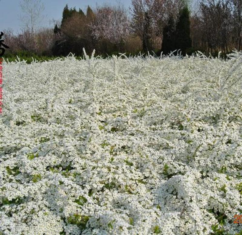 珍珠绣线菊自产自销珍珠绣线菊种植基地珍珠绣线菊