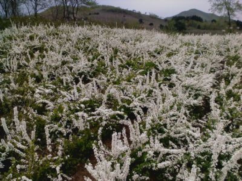珍珠绣线菊自产自销珍珠绣线菊种植基地珍珠绣线菊