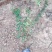 珍珠绣线菊自产自销珍珠绣线菊种植基地珍珠绣线菊