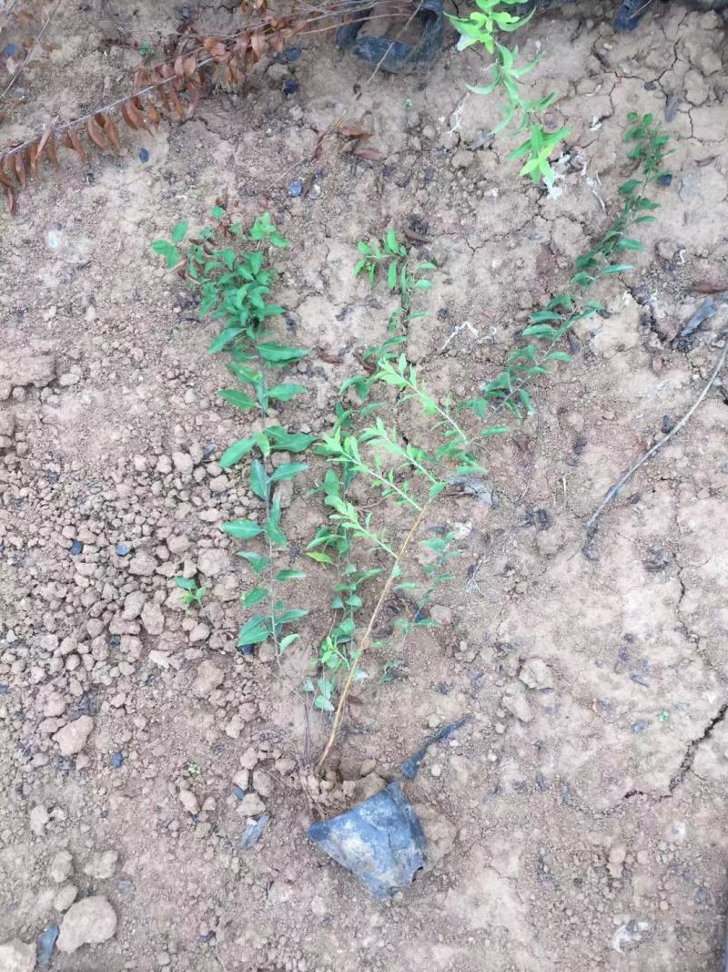 珍珠绣线菊自产自销珍珠绣线菊种植基地珍珠绣线菊