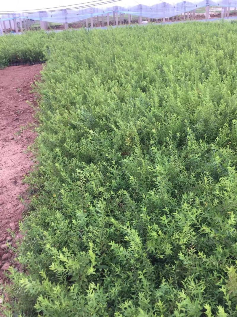 珍珠绣线菊自产自销珍珠绣线菊种植基地珍珠绣线菊