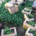 常春藤自产自销常春藤种植基地常春藤农户直销