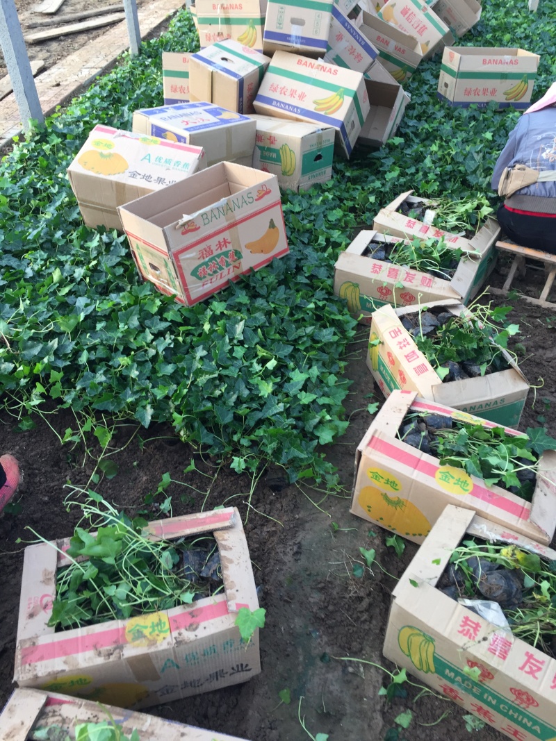 常春藤自产自销常春藤种植基地常春藤农户直销