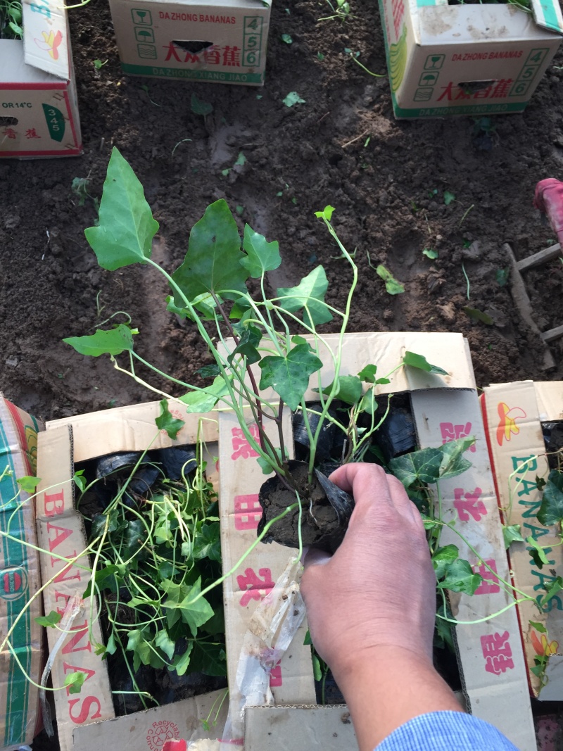 常春藤自产自销常春藤种植基地常春藤农户直销