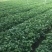 常春藤自产自销常春藤种植基地常春藤农户直销