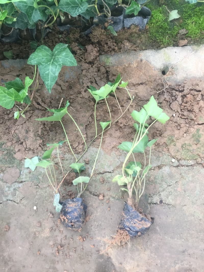 常春藤自产自销常春藤种植基地常春藤农户直销