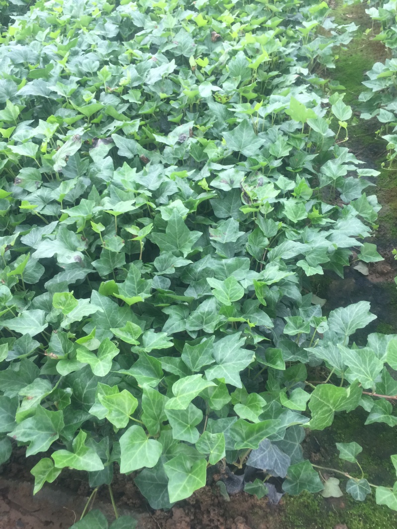 常春藤自产自销常春藤种植基地常春藤农户直销