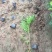 珍珠梅自产自销珍珠梅基地纸箱珍珠梅60处理