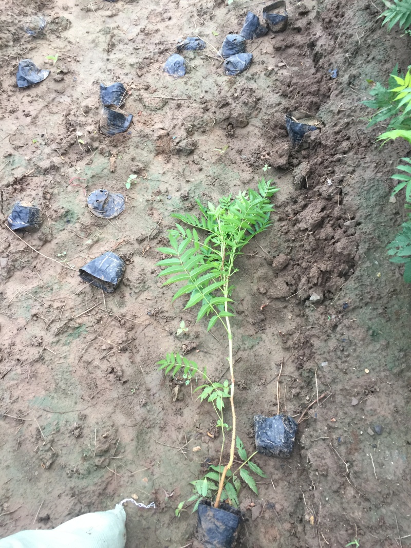 珍珠梅自产自销珍珠梅基地纸箱珍珠梅60处理