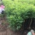 珍珠梅自产自销珍珠梅基地纸箱珍珠梅60处理