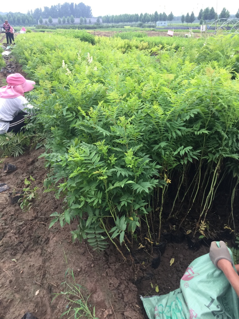珍珠梅自产自销珍珠梅基地纸箱珍珠梅60处理