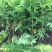 珍珠梅自产自销珍珠梅基地纸箱珍珠梅60处理