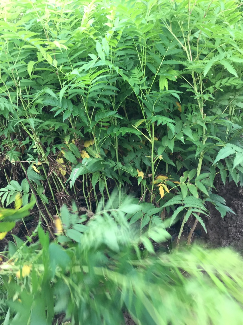 珍珠梅自产自销珍珠梅基地纸箱珍珠梅60处理