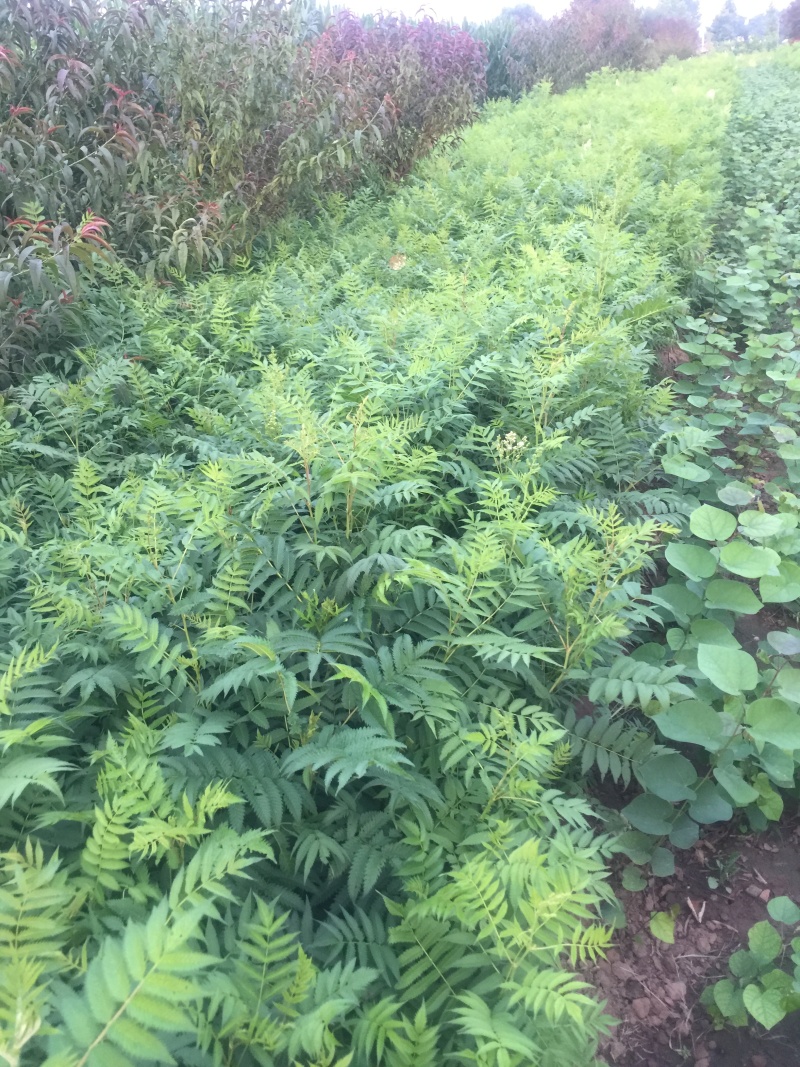 珍珠梅自产自销珍珠梅基地纸箱珍珠梅60处理