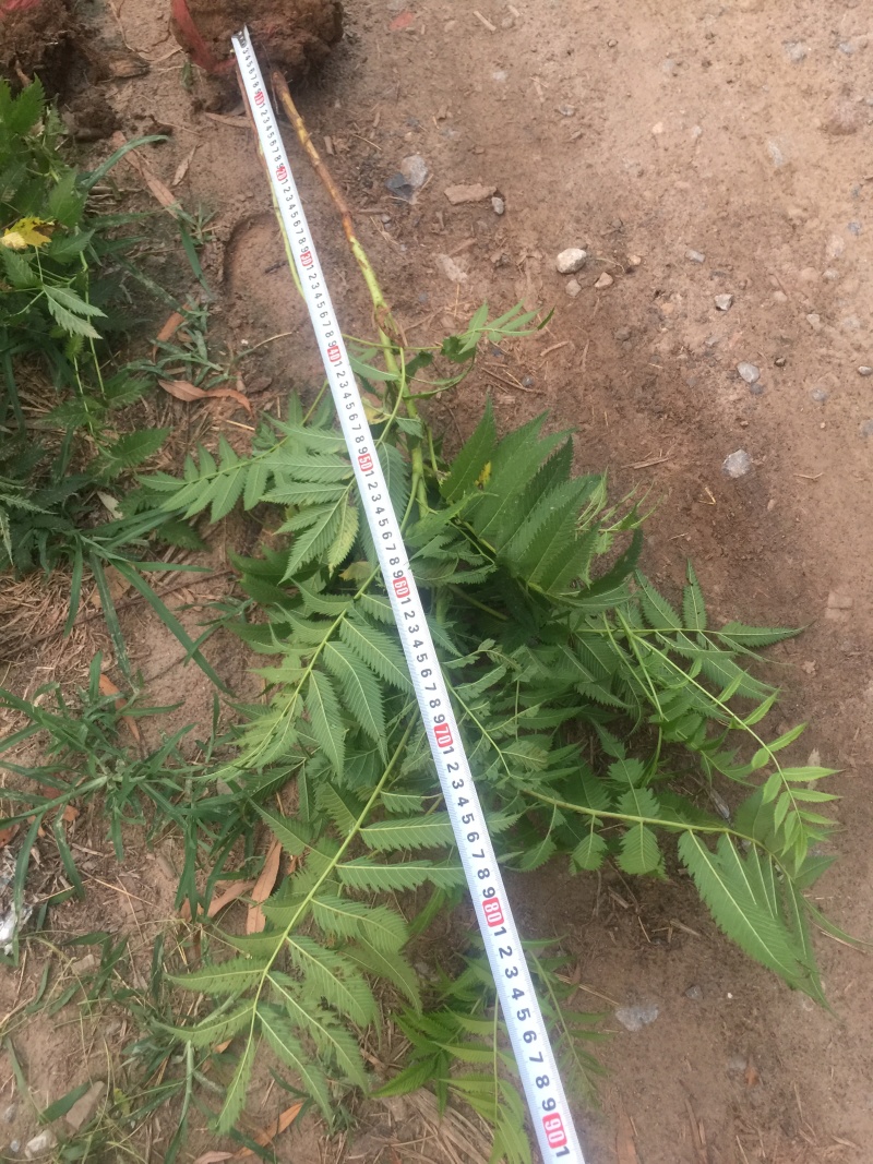 珍珠梅自产自销珍珠梅基地纸箱珍珠梅60处理