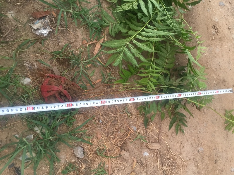 珍珠梅自产自销珍珠梅基地纸箱珍珠梅60处理