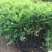 珍珠梅自产自销珍珠梅基地纸箱珍珠梅60处理