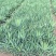 剑麻自产自销剑麻种植基地剑麻低价处理