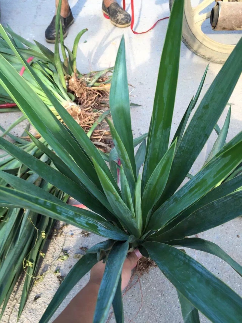 剑麻自产自销剑麻种植基地剑麻低价处理