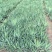 剑麻自产自销剑麻种植基地剑麻低价处理