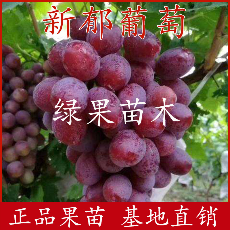 新郁葡萄苗嫁接葡萄苗基地直销果树苗规格齐全