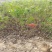 紫丁香自产自销紫丁香种植基地紫丁香低价处理