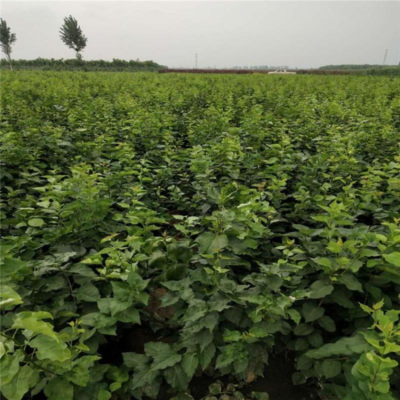 紫丁香自产自销紫丁香种植基地紫丁香低价处理