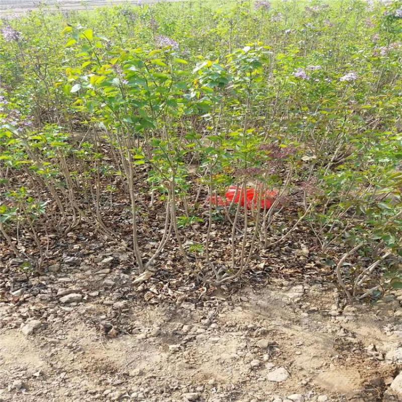 紫丁香自产自销紫丁香种植基地紫丁香低价处理