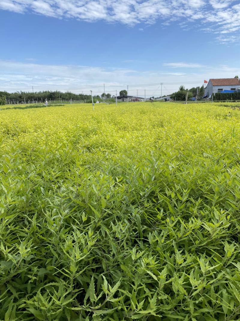 金叶莸自产自销金叶莸种植基地金叶莸农户直销