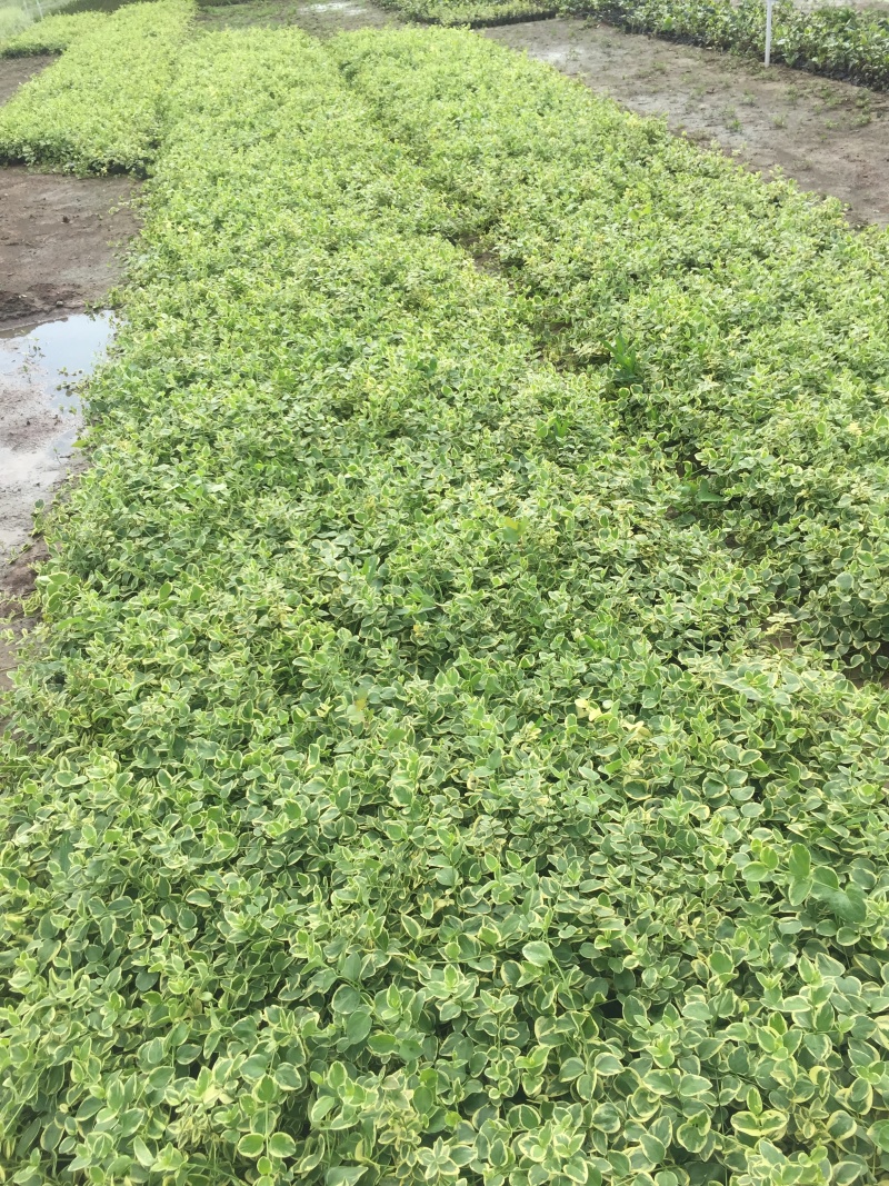 花叶蔓长春自产自销花叶蔓长春种植基地花叶蔓长春低价