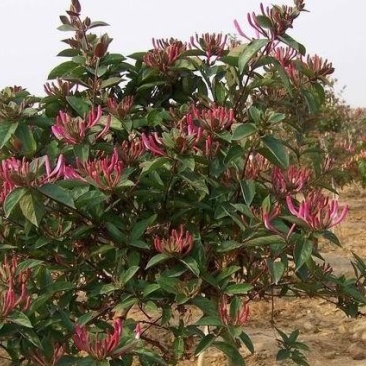 红花忍冬自产自销红花忍冬自产自销红花忍冬种植基地