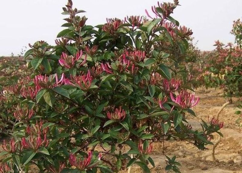 红花忍冬自产自销红花忍冬自产自销红花忍冬种植基地