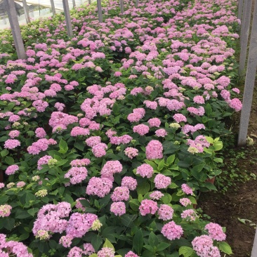 八仙花自产自销八仙花种植基地八仙花基地直销