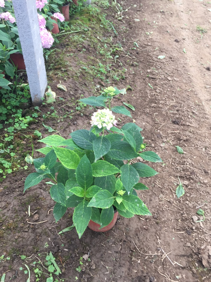 八仙花自产自销八仙花种植基地八仙花基地直销