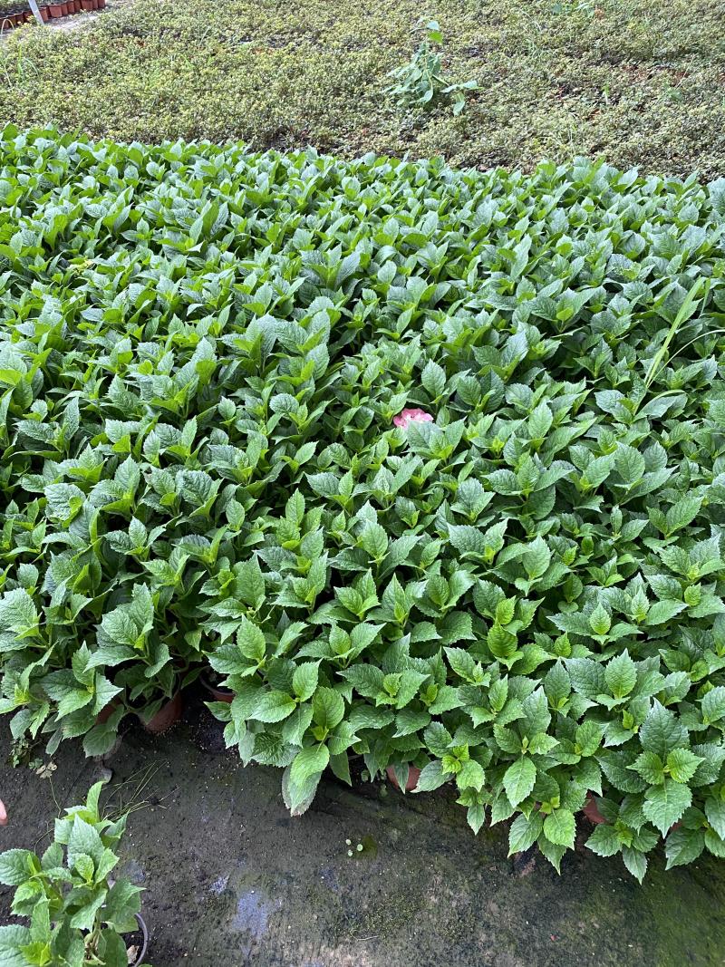八仙花自产自销八仙花种植基地八仙花基地直销